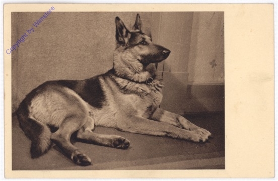 Schäferhund