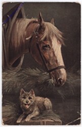 Pferd mit Hund