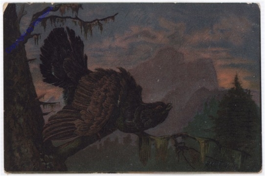 Auerhahn