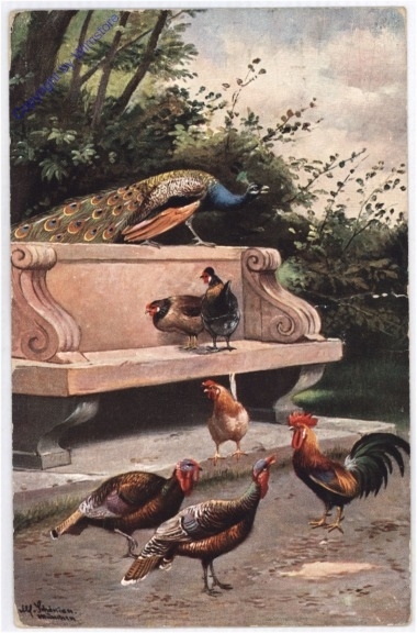 Hühnerschar mit Pfau