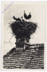 Störche