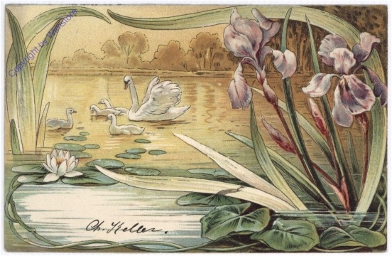 Schwan mit Nachwuchs