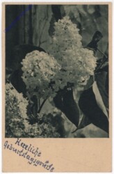 Flieder, Geburtstag