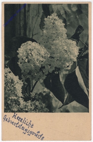 ak193759 Flieder, Geburtstag