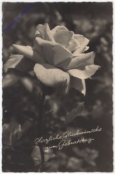 ak193765 Rose, Geburtstag