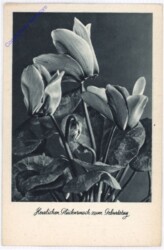 ak193777 Veilchen, Geburtstag