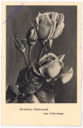 Rosen, Geburtstag