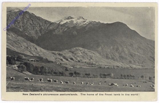 ak194764 Neuseeland, picturesque pasturelands, home of the finest lamb