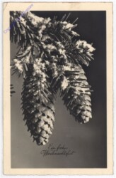 Verschneiter Zapfenzweig