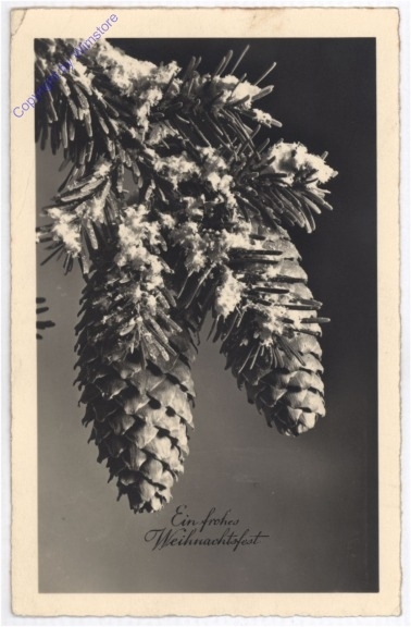 Verschneiter Zapfenzweig