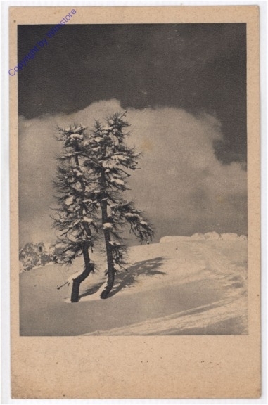 Verschneiter Wald