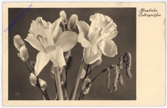 ak195133 Osterglocken mit Weide