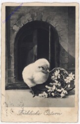 Küken bei einem Blumenkorb