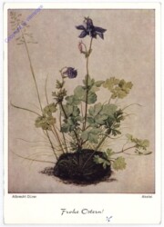 Akelei - Albrecht Dürer