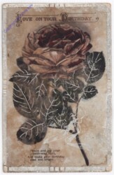 Rose, Geburtstag