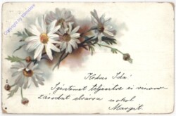 Margeriten