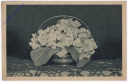 Hortensienblüte