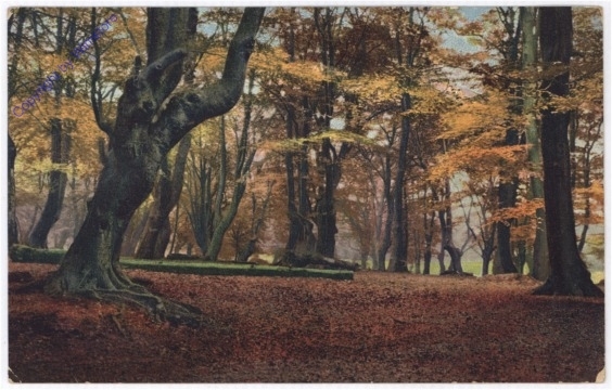 Waldidylle