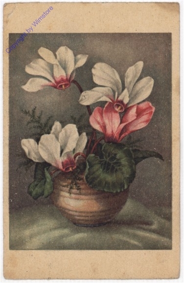 Zyklamen
