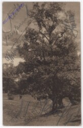 ak195407 Baum