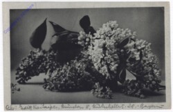 Flieder