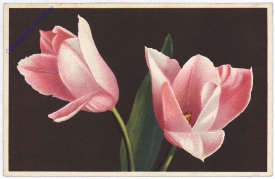 Tulpen