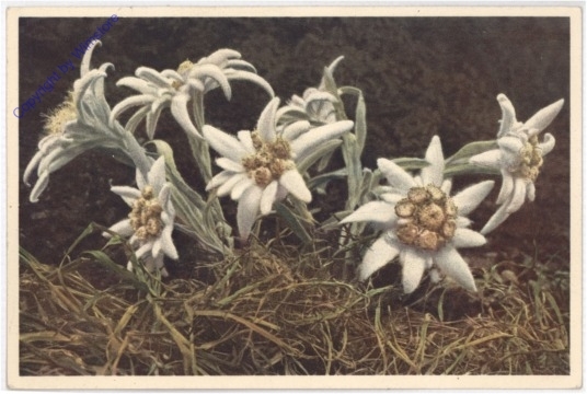 Edelweiss