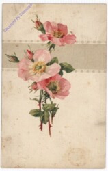 ak195433 Rose