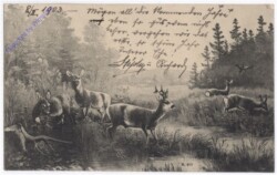 ak195484 Rehe beim Grasen