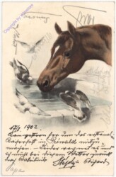 Brauner bei der Tränke mit Tauben