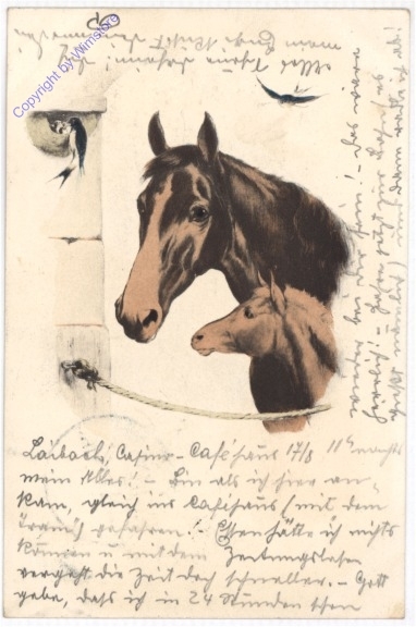 Pferd mit Fohlen