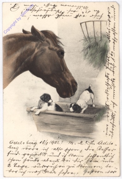 Pferd mit Hunden