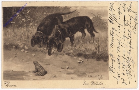 Hunde beobachten einen Frosch
