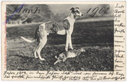 ak195502 Windhund