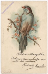 Vogel am Blütenzweig