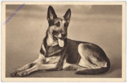 Schäferhund