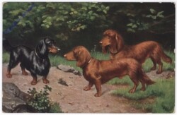 ak195539 Dackelrunde