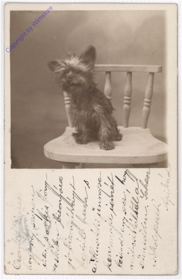 Yorkie