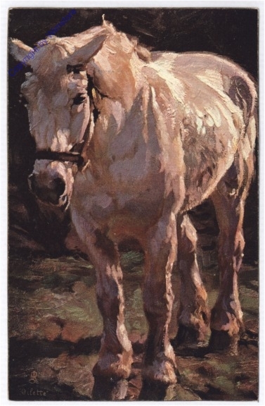 Pferd in weiß