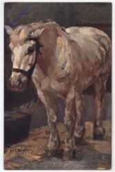 Pferd in weiß
