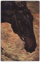 Schwarzer Pferdekopf