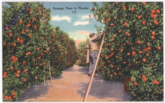 ak196882 Florida: Orange Times