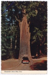ak196908 Kalifornien: Chandelier Drive-Thru Tree