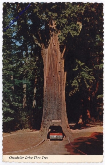 Kalifornien: Chandelier Drive-Thru Tree