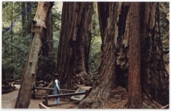 ak196920 Massachusetts: the fallen giant