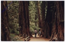 ak196921 Massachusetts: The grandeur of Muir woods