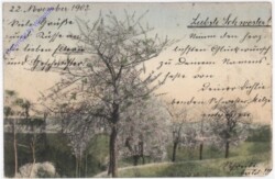 ak198300 Bäume im Frühling