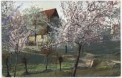 ak198315 Blühende Bäume vor dem Haus