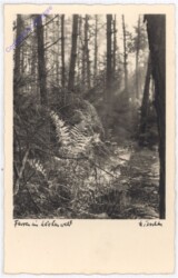 Im Wald
