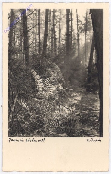 Im Wald